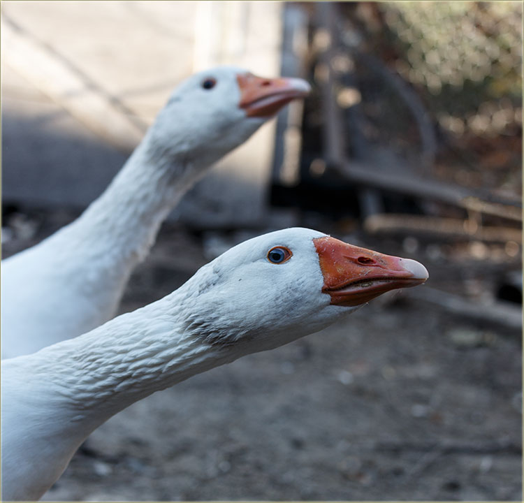 Komunalni policaji, neDadu guskama na sokak !?!