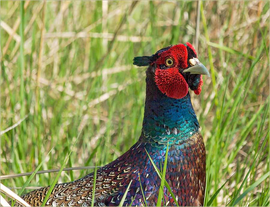 Fazan pitomi..., skoro..., pa domaći !!!