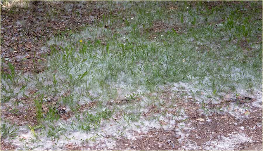 Sneg u Novo Miloševo ?!?