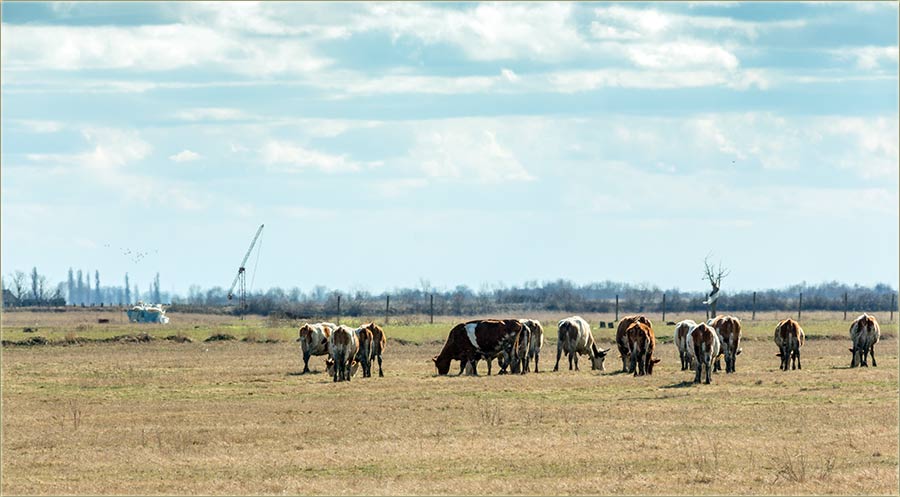 PoLagano se marva izvodi uAtar !!!