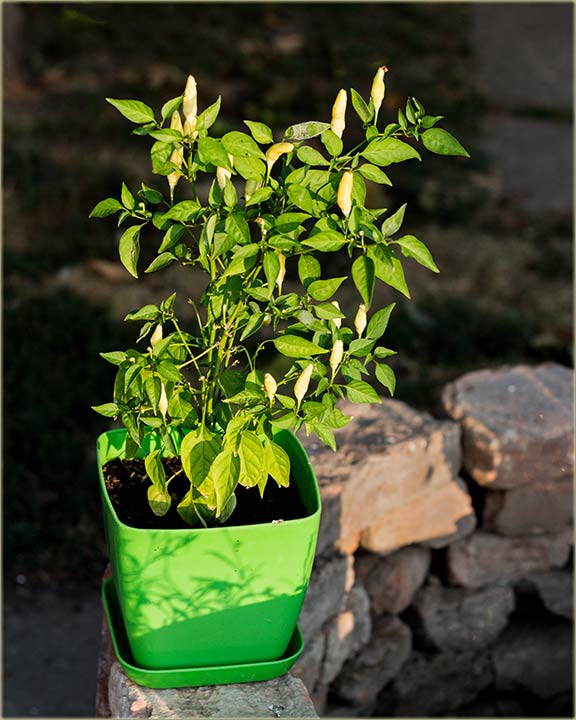 Papričîce male, a ljute kav otrov !!!