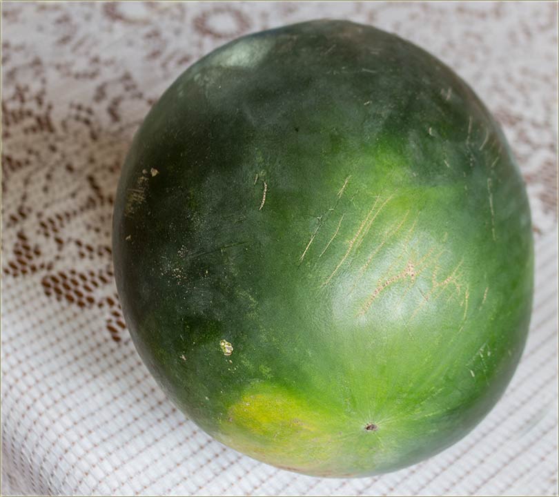 Lubenica, čisto zelene fârbe...