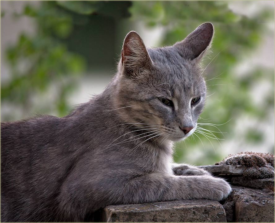 Kako si krstijo mâčkove ?