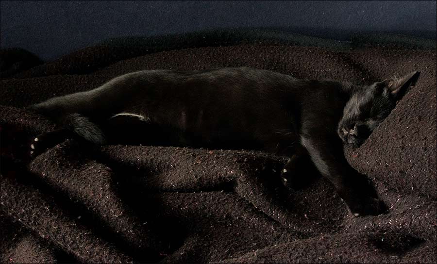 Ako uočite mâčka, o roku od 3 sec., ondak ste...