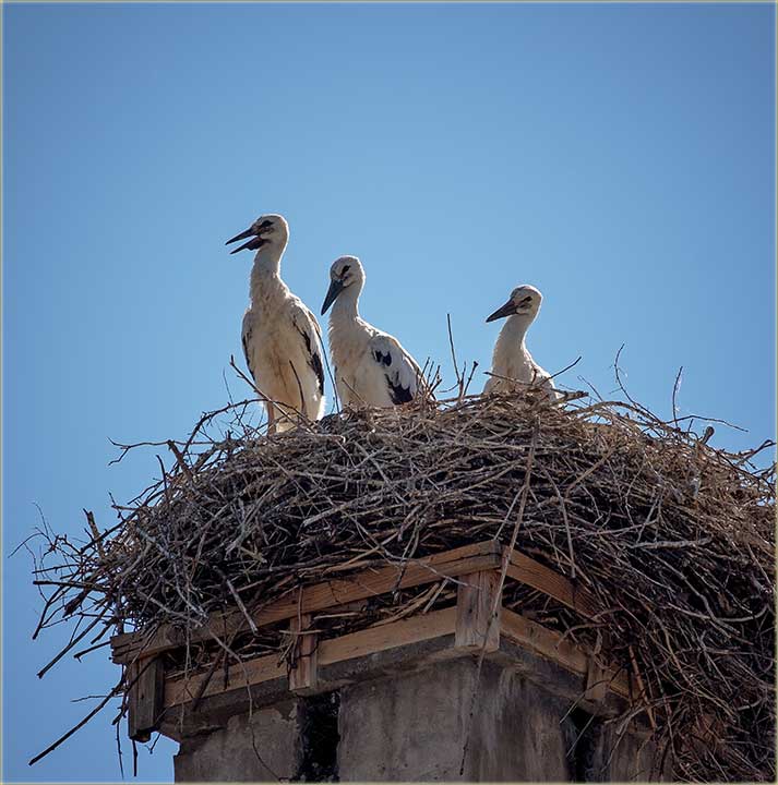 Râstidu rôdčići...