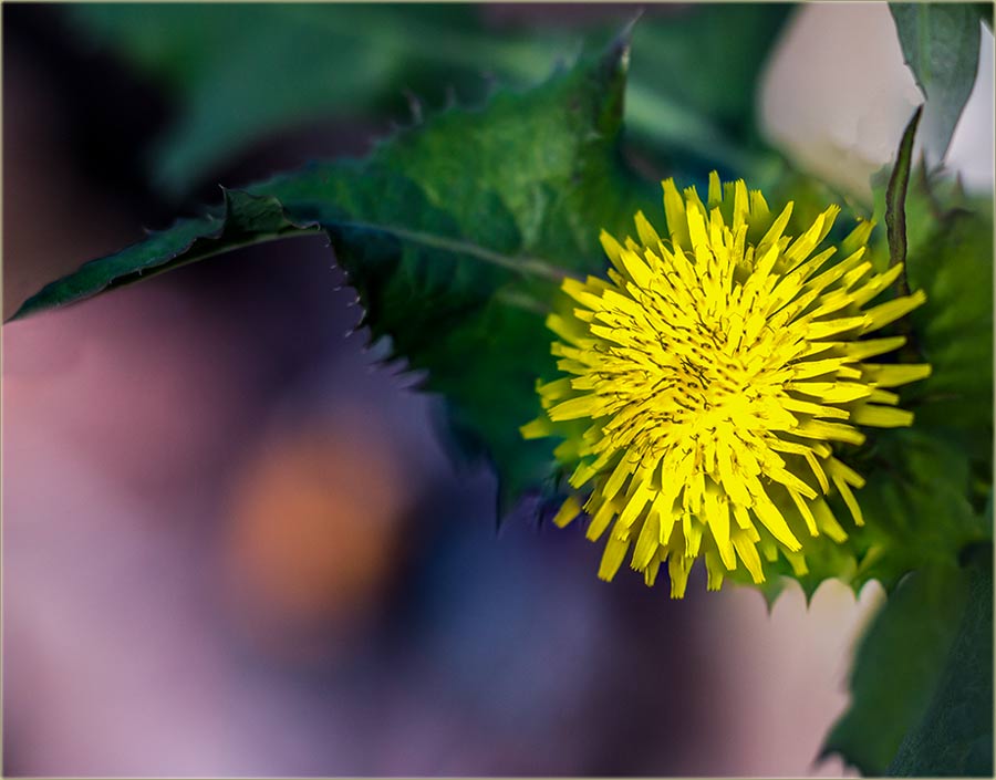 U bilo kojo godišnjo dôbo, rodčijo cveće je tu !!!