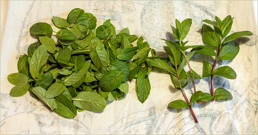 Prva berba ove godine !!!