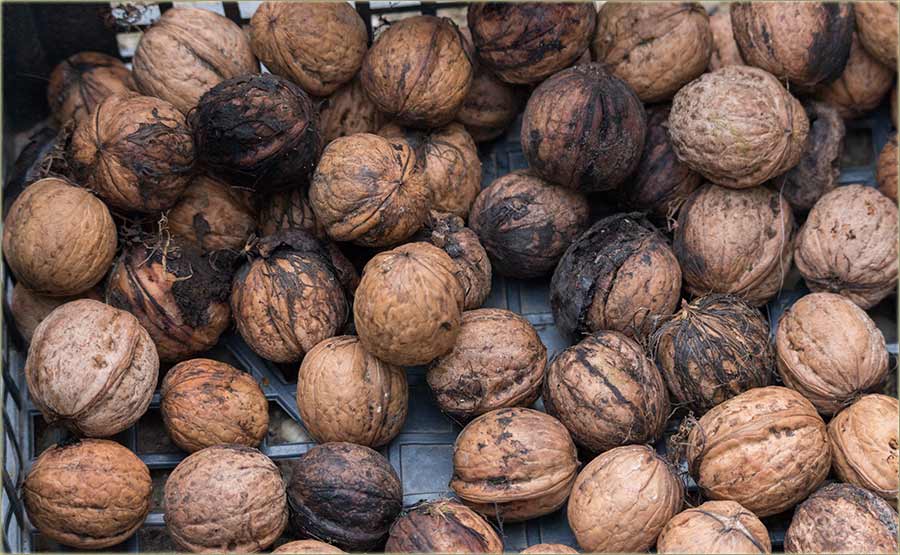 Počeli su, da nam odPadadu orasi !!!