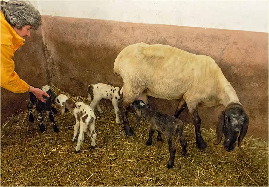 Kod Trajlovi, jedna ovca je ojagnjila četvero !!!