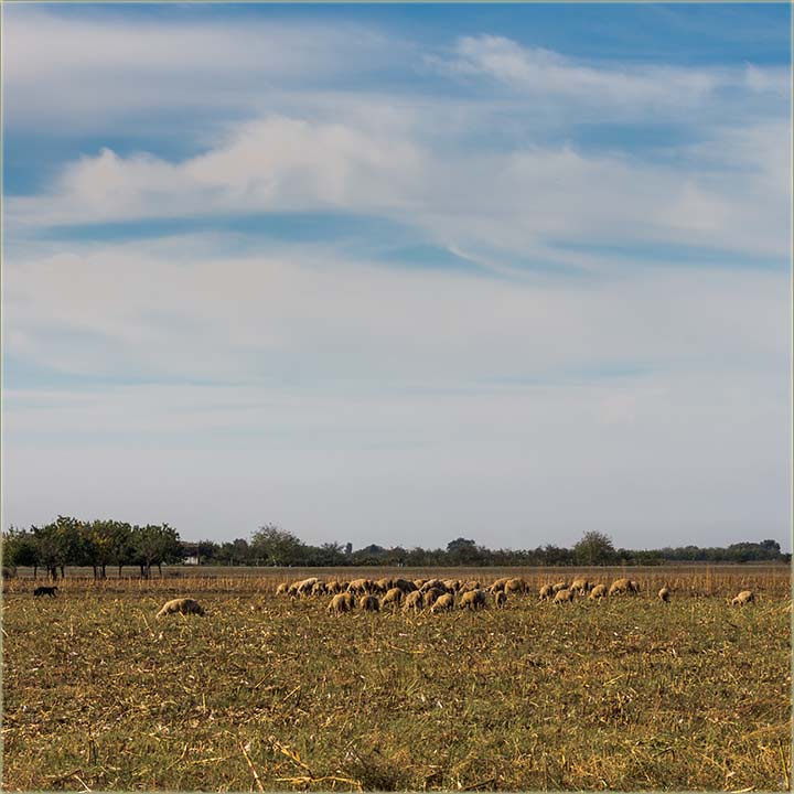 Lako se nađe, čija ti je mârva bila uNjivu !!!