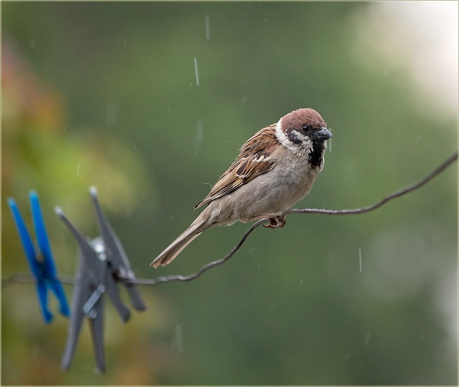 Kiša je jučeraske mâlko poprskala...