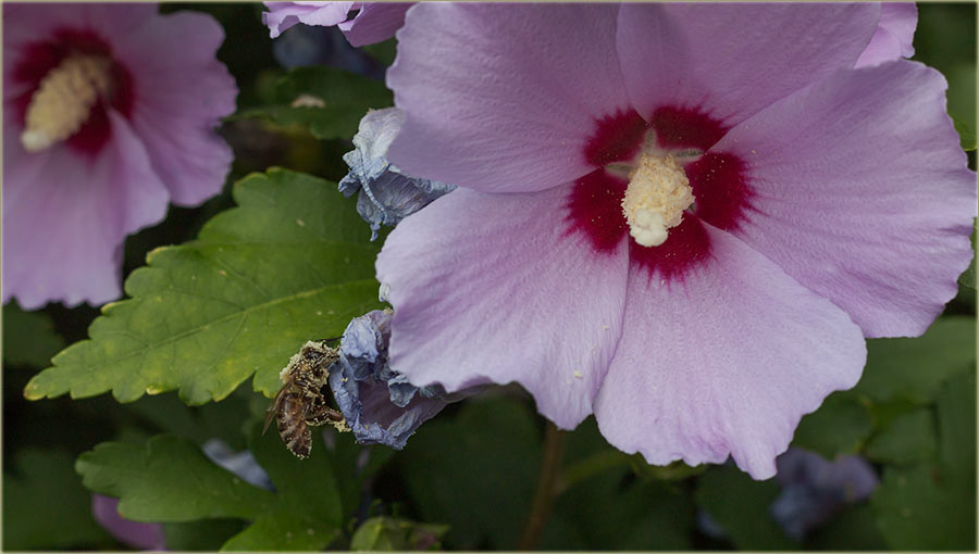 Sva je umacurana !!!