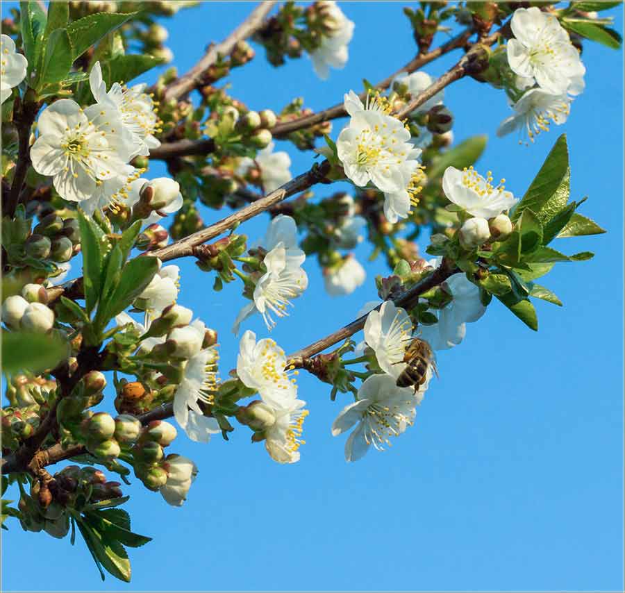 Voćke su se razCvetale !!!