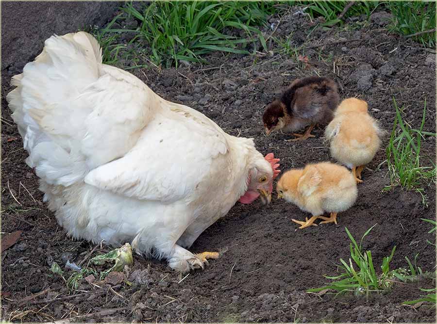 Ma kaki kocentrat !?!