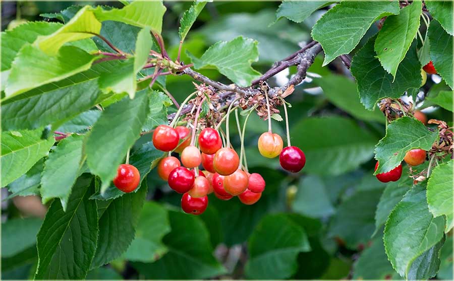 Počele su da zrêdu !!!