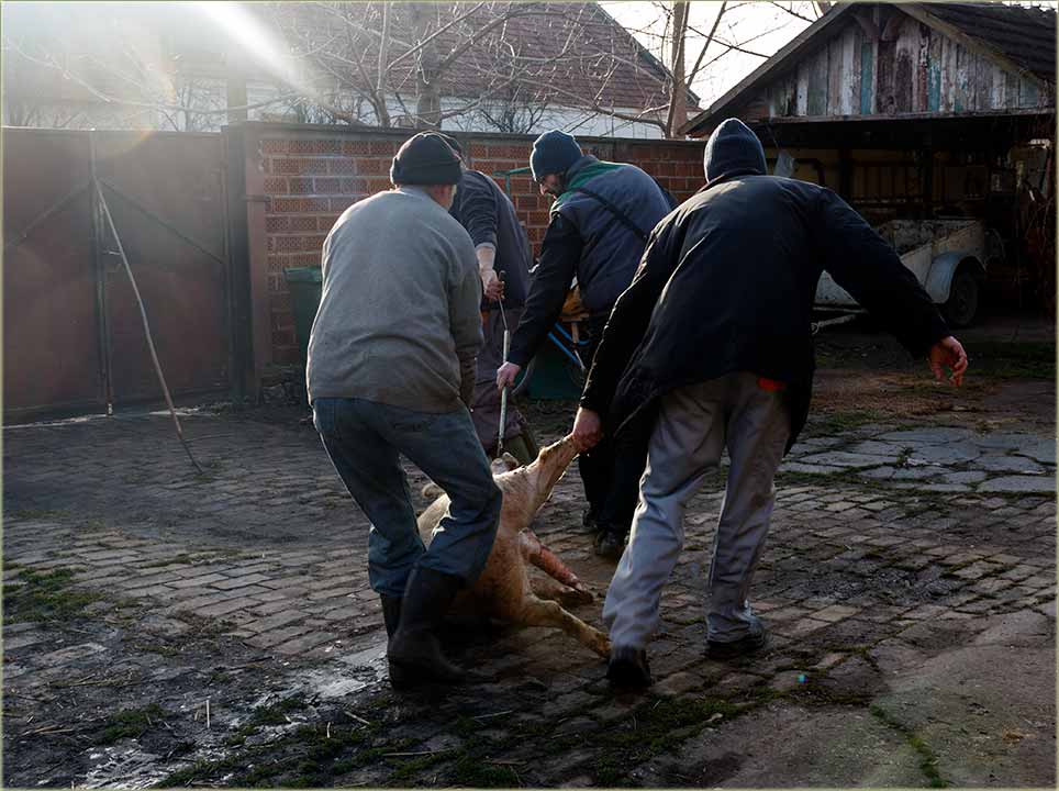 Zvânje, na pripušavanje...