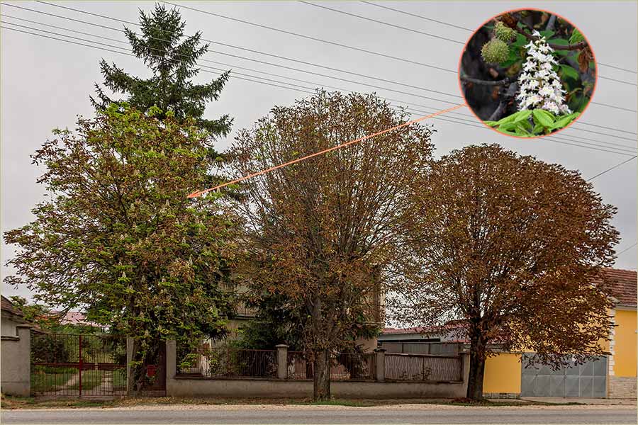 Opet je procveto diviji kesten, a u sektember !?!