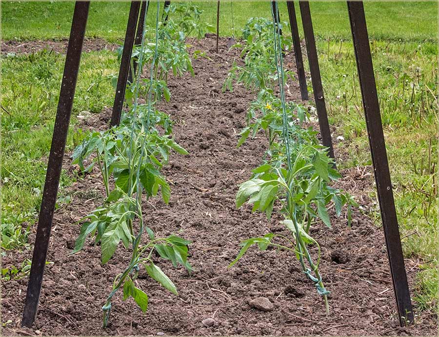 Râsad i rasađivanje !!!