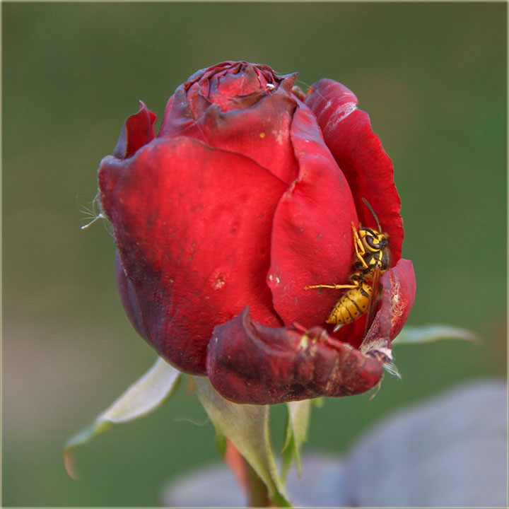 Šta misliš..., dâš nekoj..., da poMiriši ?!?