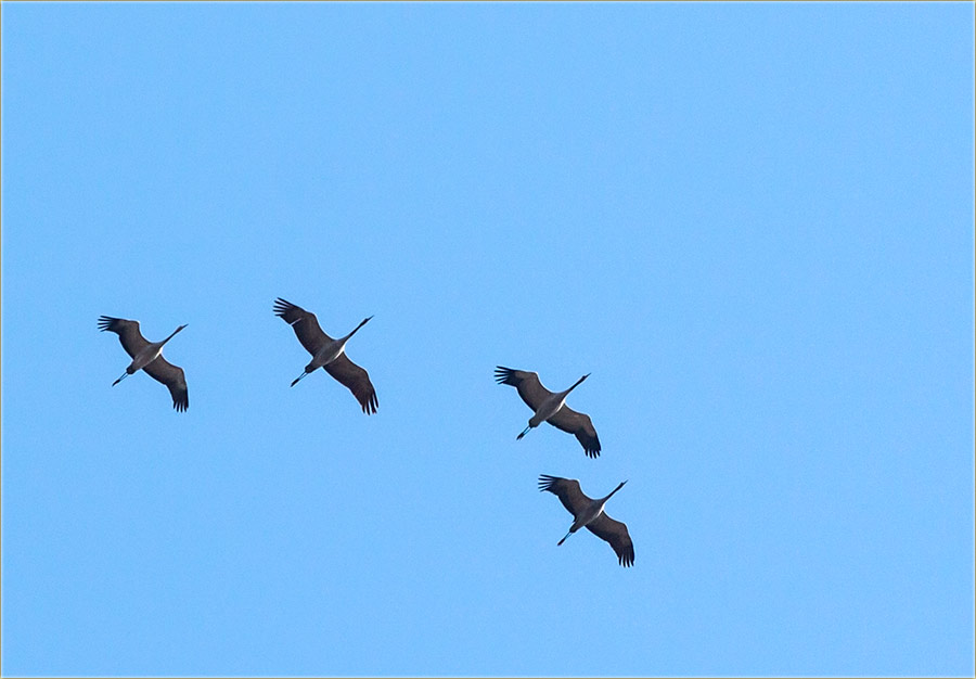 Stigli su nam sivi ždralovi !!!