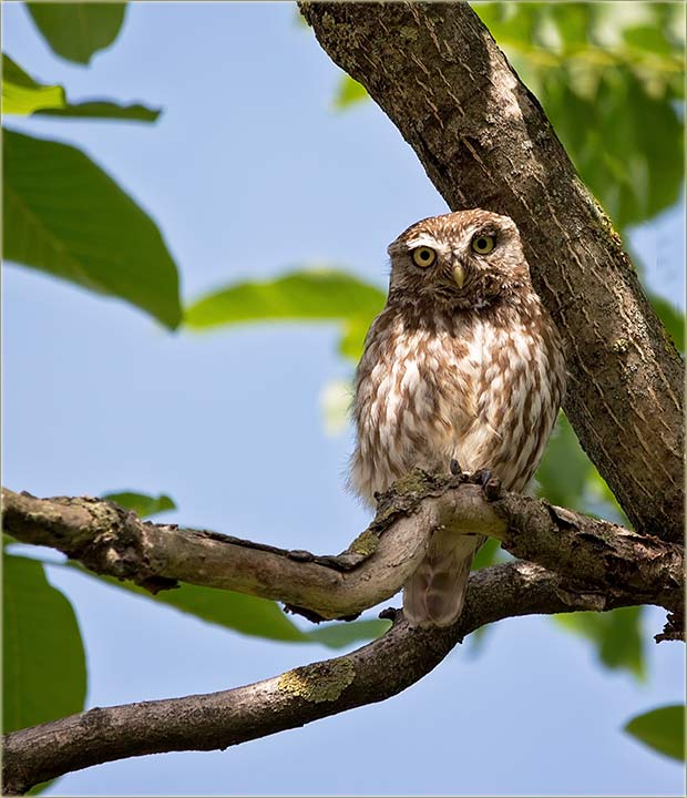 Domaćo sovče II...