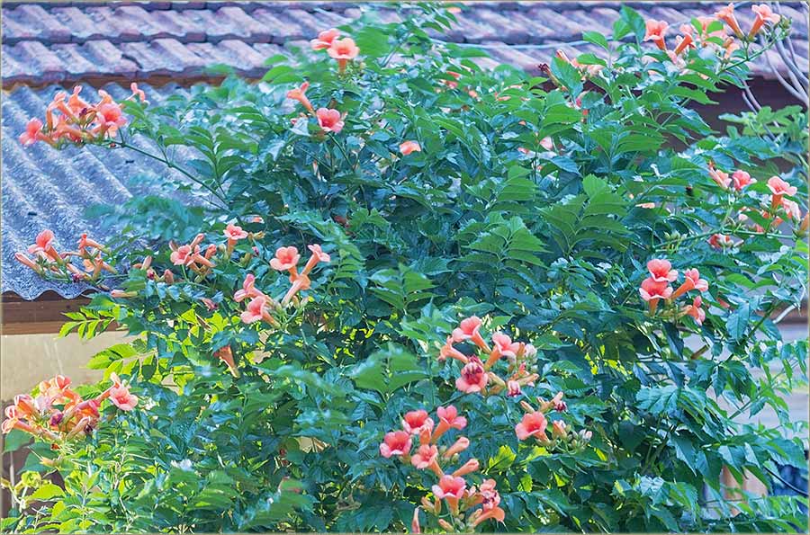 Srećno Vam Novo leto, 2017-te !!!