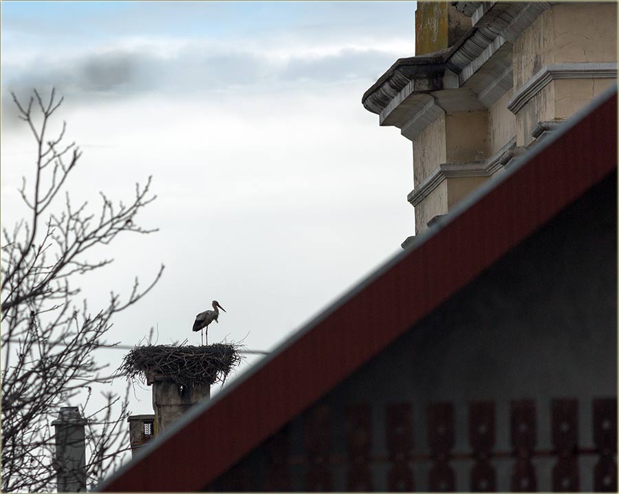 Stigla nam je roda !!!