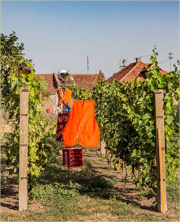 Izgubljena bitka okolo vinograda...