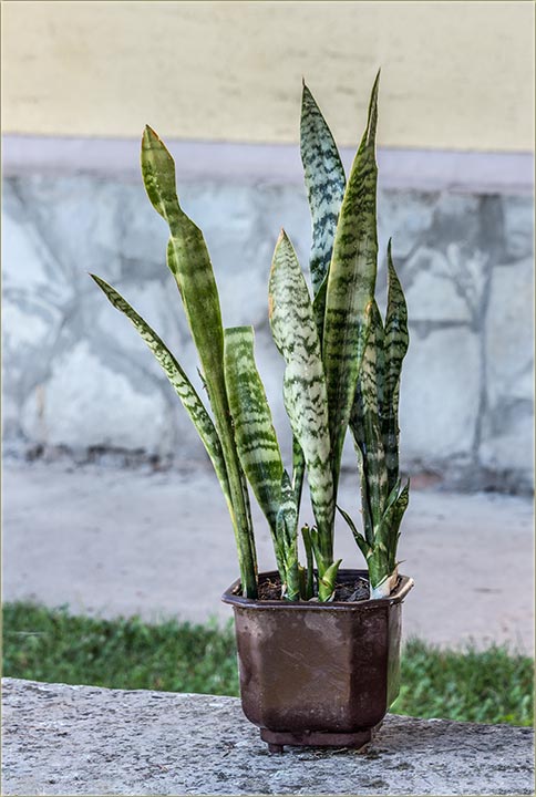 Svekrvin jezik ( svekrva snajki... )...