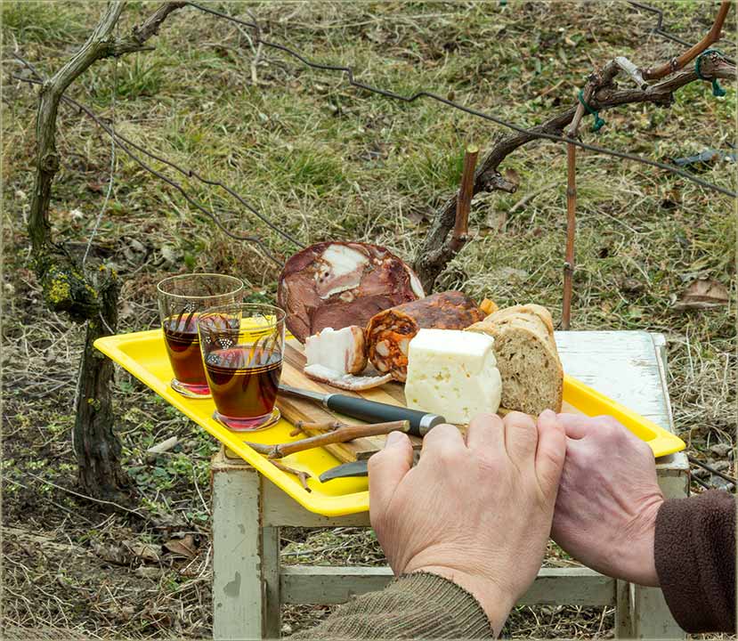 Vinograd, na Sveti Trivun...