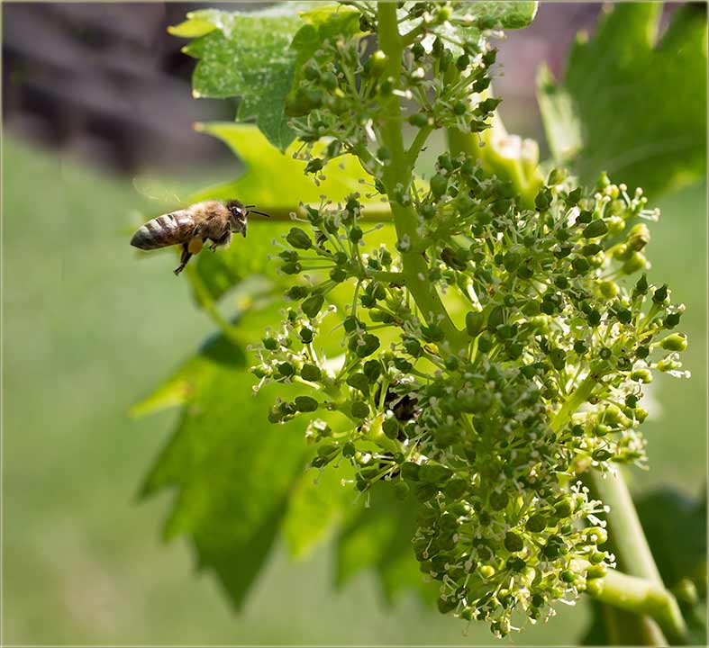 RazCvetali su nam se vinogradi !!!
