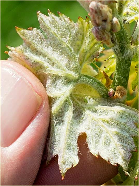 Krenile su i zgadije i boleštine !!!