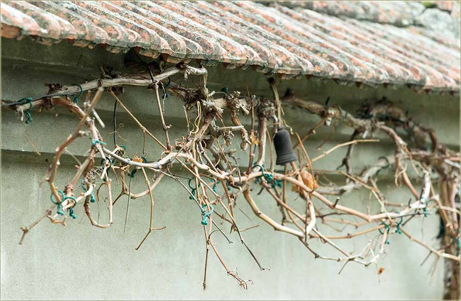 Orezivanje vinograda...