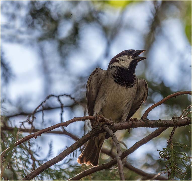 Vrabac..., najgrlatiji, najdosadniji..., naj...