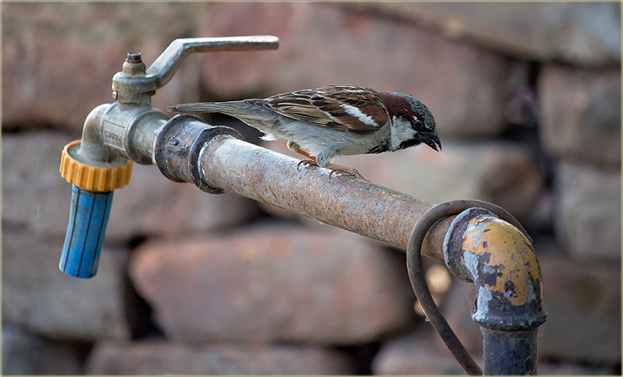 Vrabac..., da neMož da pije vode ?!?