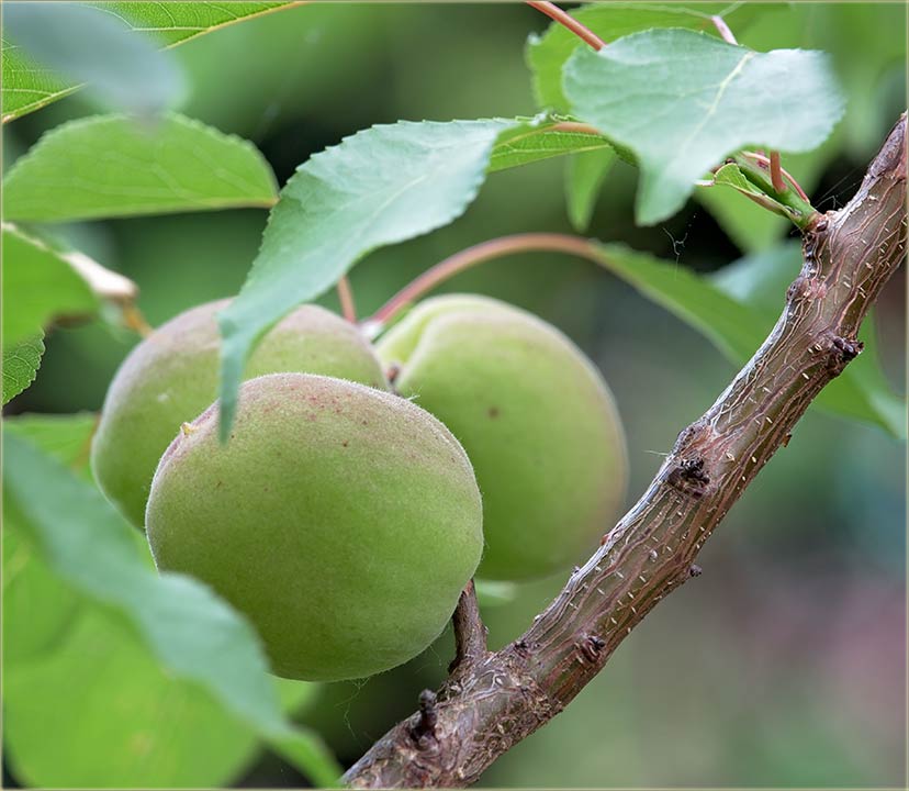 Jesul bile lepe, zelene kasjije...