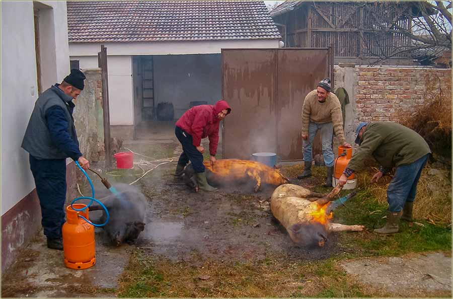 Nijedno svinjče nisam čuo, jučeraske da dreči ?!?