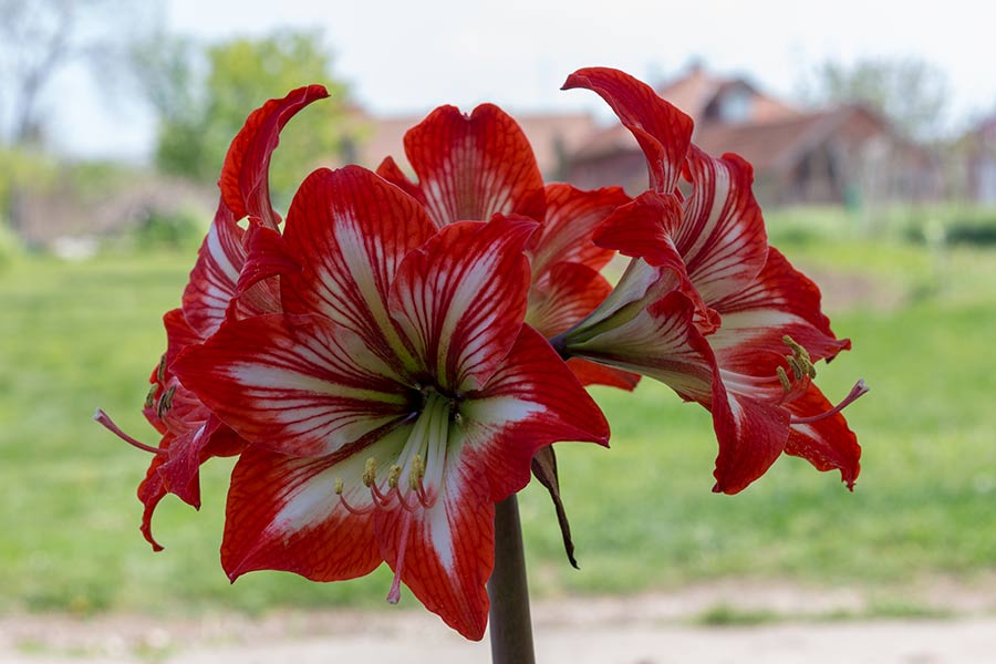 Pogledajte slajd-šov, cveta amarilisa !!!