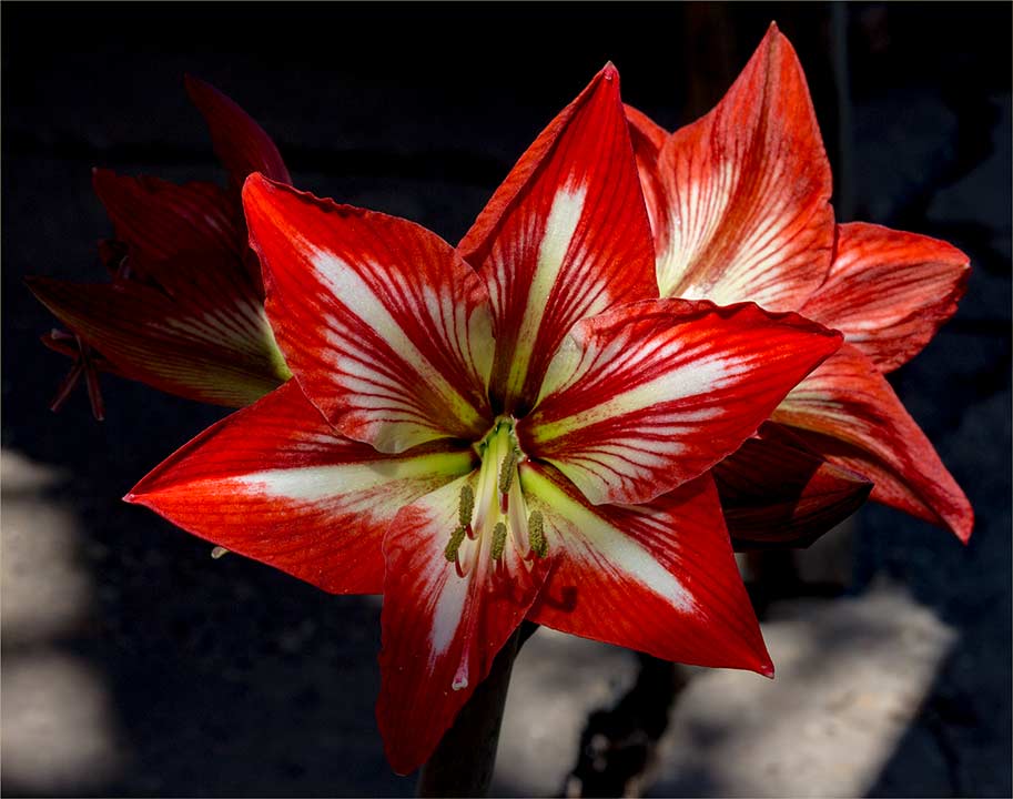 Cvet amarilisa u Novo Miloševo, a iz Kîkînde...