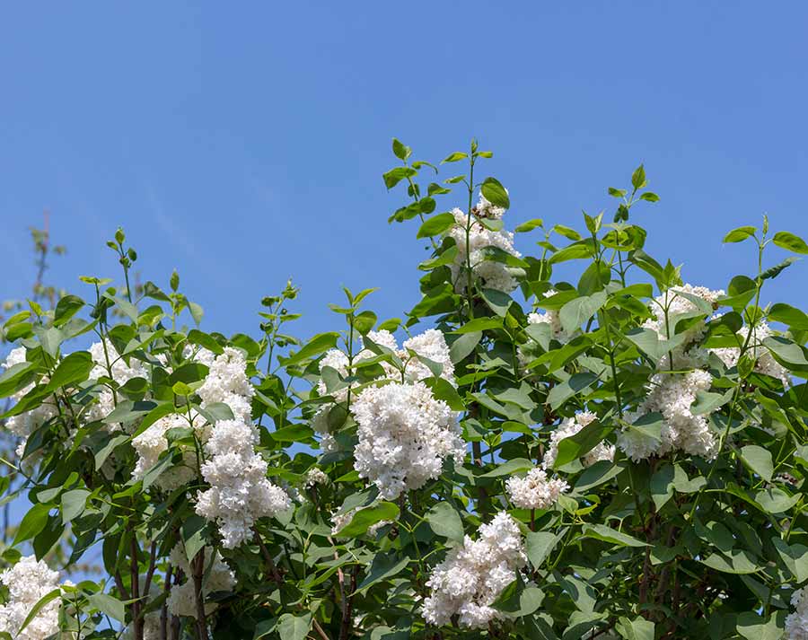 Evo i jedan vic o Lâli...