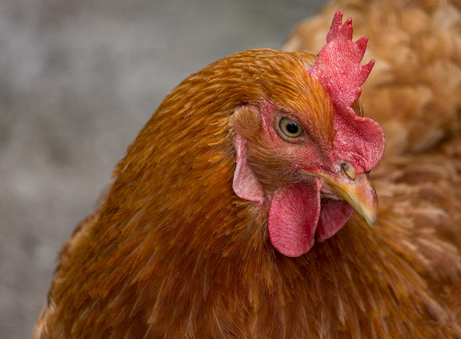 Kokica Braonjska Kljucajuća !!!