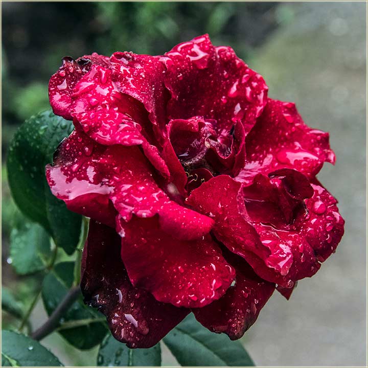 Srećan 8-mi mart !!!