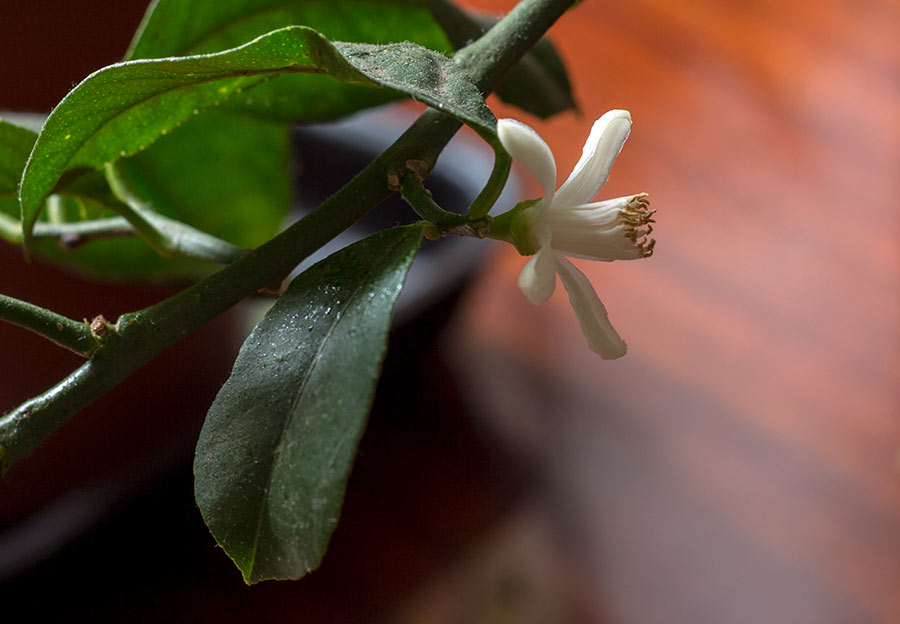 Di to cveta limun žut..., a i nije Tamo doleko...