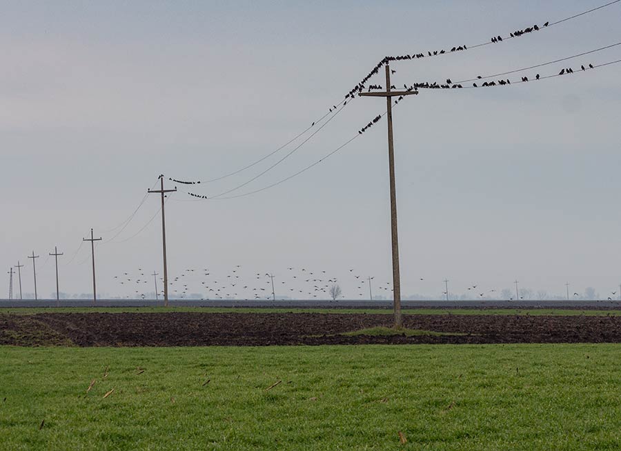 Čvorci jošte uvek grupašidu !!!