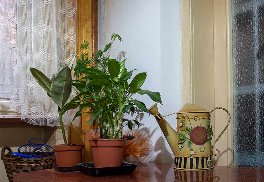 Najgrlatiji cvrčak, a kodNâs u Miloševo !!!