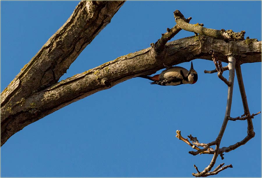 Detlić, u položaj - iznad glâve !!!