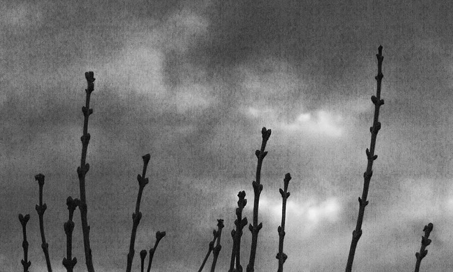 Jorgovan krećeee !!!