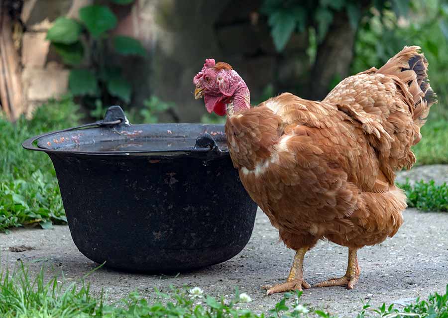 Kotlić je prâva stvar !!!