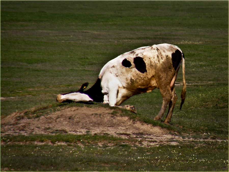 Lovačke (ne)dogodovštine - nastavak...