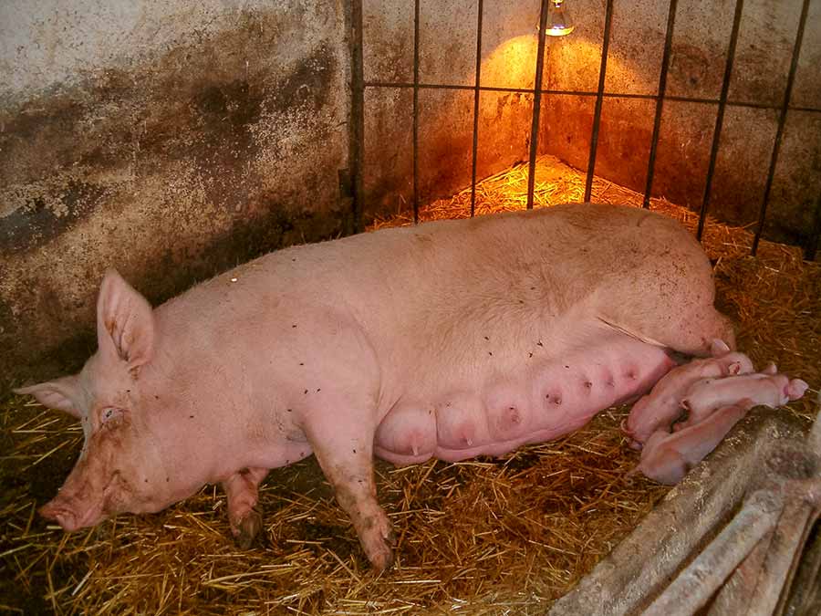 Tvoja krmača je mlogo manja od moje krave...